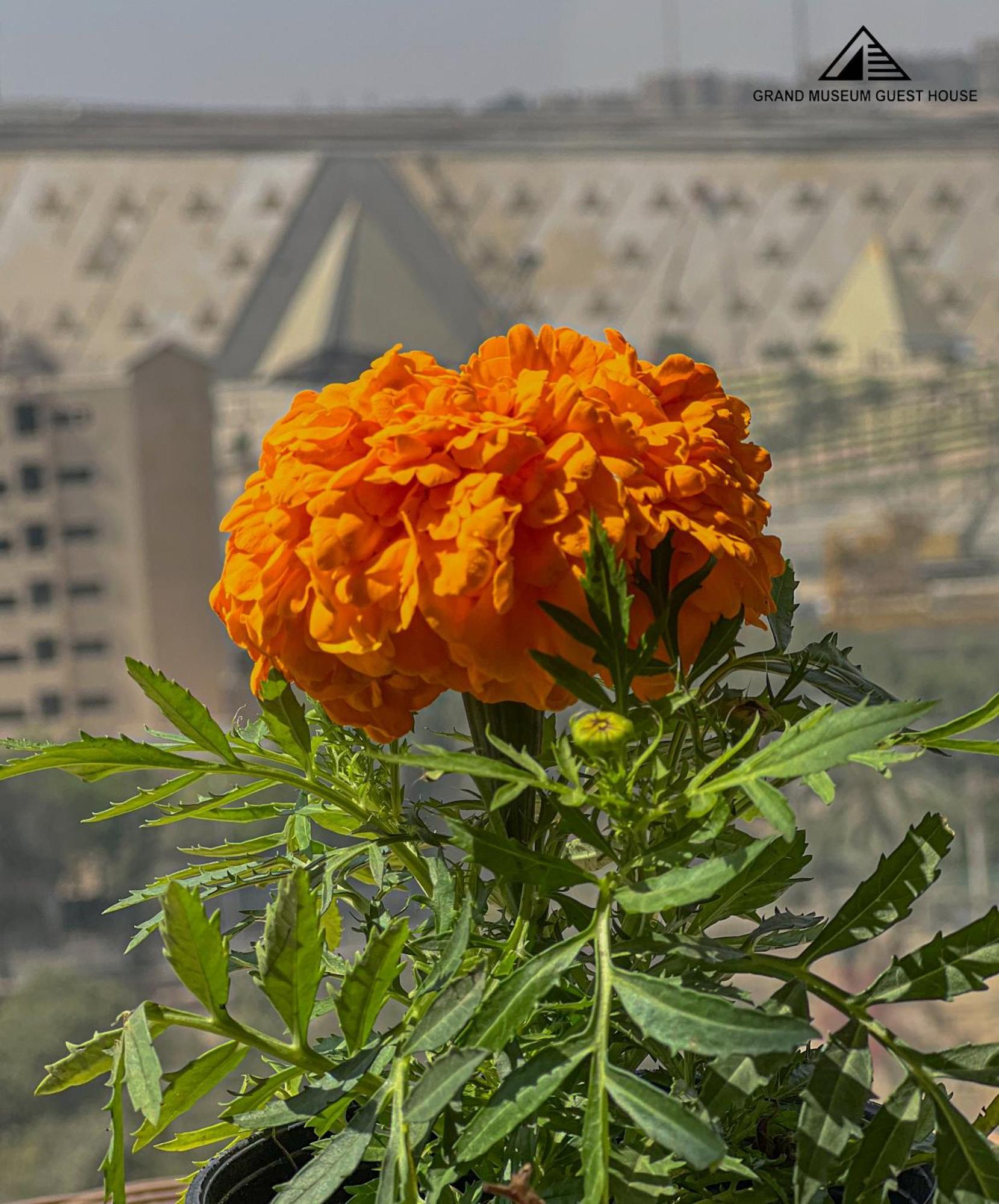 Готель Grand Museum & Pyramids View Kafr Ghatati Екстер'єр фото